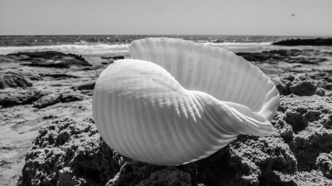seashell-1585709_1920